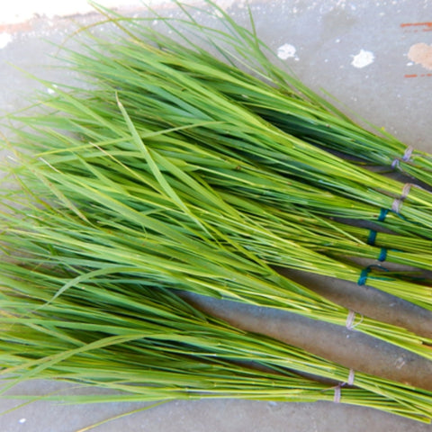 Sacred Durva Grass