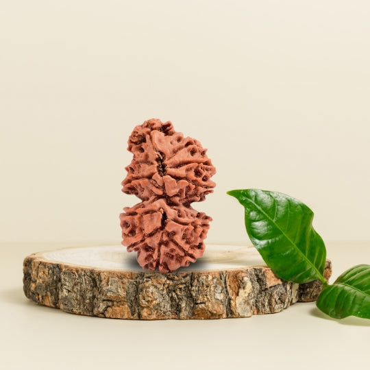 Trijuti Rudraksha