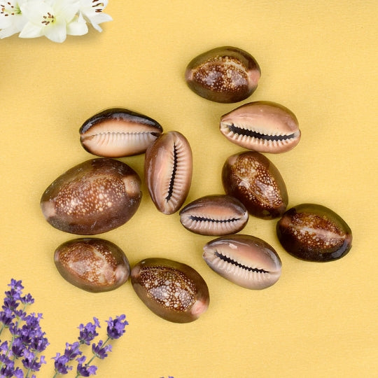 Natural Brown Kodi For Pooja