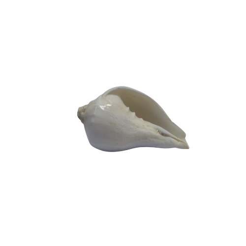 Shuddh Pooja Shankh – Non-Blowing | For Daily Worship & Rituals