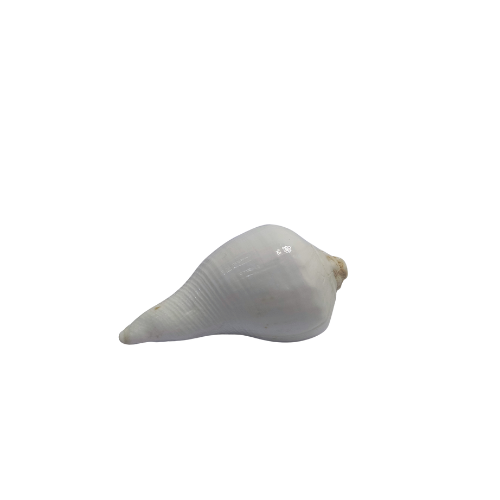 Shuddh Pooja Shankh – Non-Blowing | For Daily Worship & Rituals