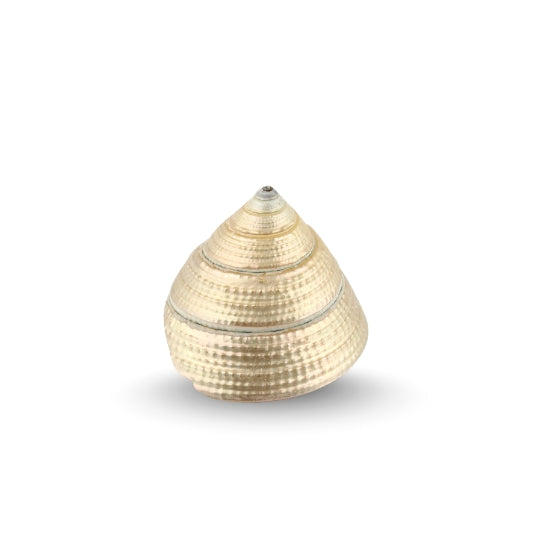 Premium Pearl Lakshmi Shankh