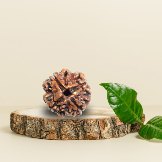 4 Mukhi Natural Rudraksha