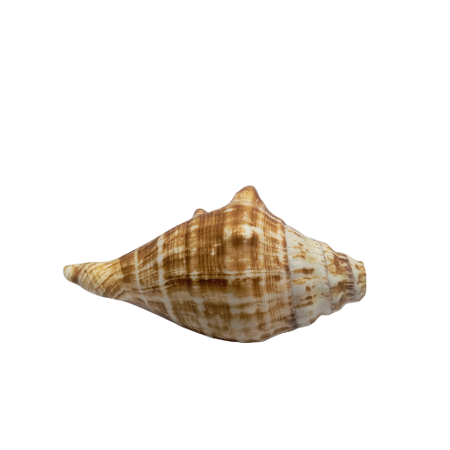 Divya Shakti Blowing Shankh