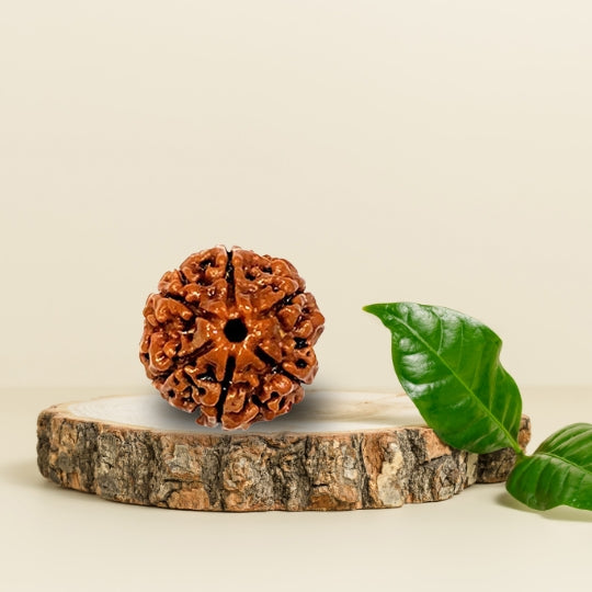 6 Mukhi Natural Rudraksha