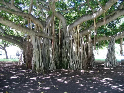 Why Are Neem and Banyan Trees Sacred in Hindu Religion?