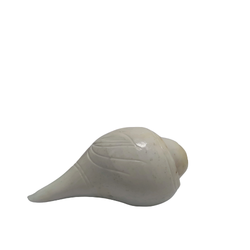 Param Pavitra Blowing Shankh