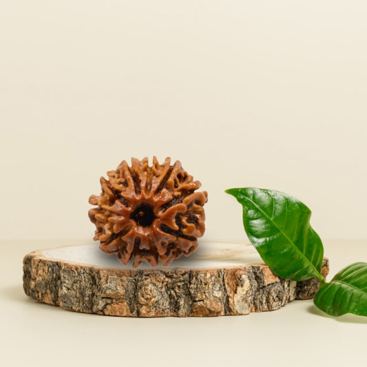 10 Mukhi Natural Rudraksha