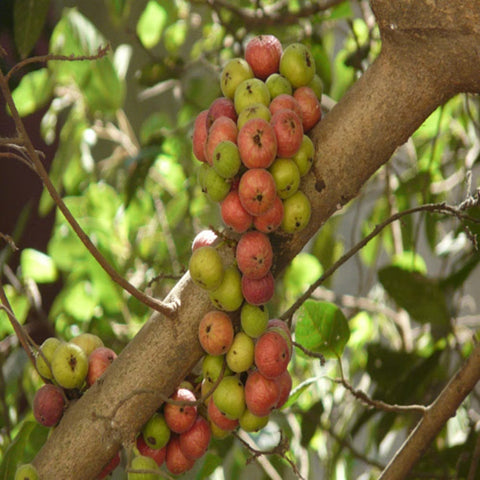 Sacred Goolar Fruit
