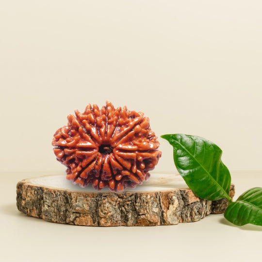 11 Mukhi Natural Rudraksha