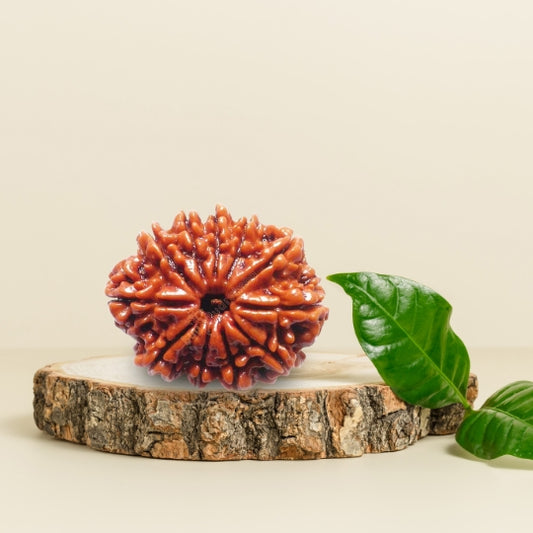 11 Mukhi Natural Rudraksha