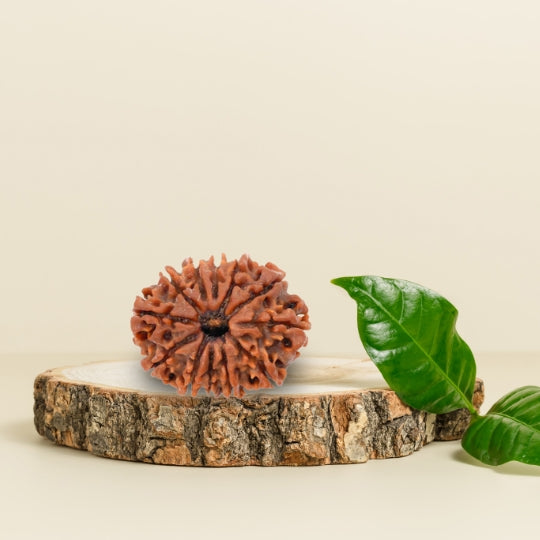 12 Mukhi Natural Rudraksha