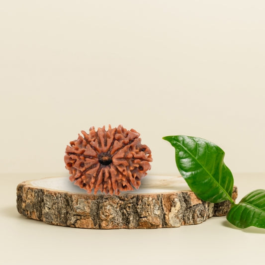 12 Mukhi Natural Rudraksha