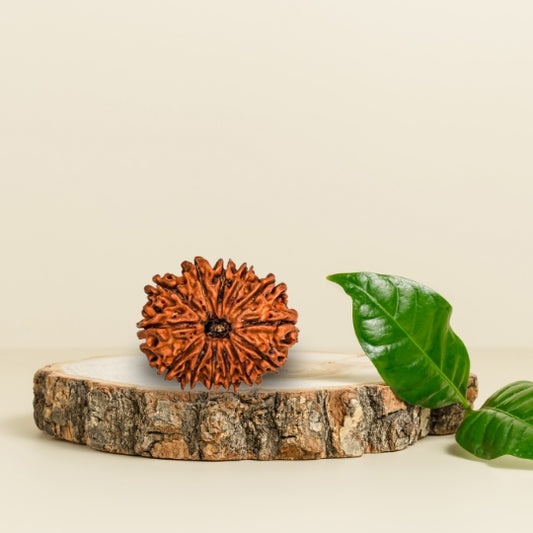 13 Mukhi Natural Rudraksha