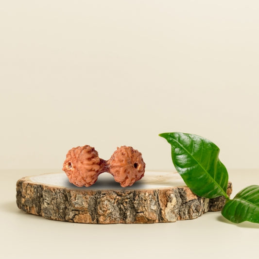 Gauri Shankar Mukhi Natural Rudraksha