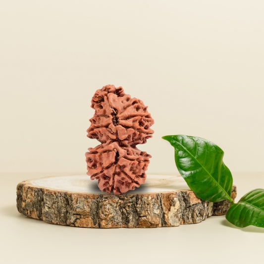 Trijuti Rudraksha