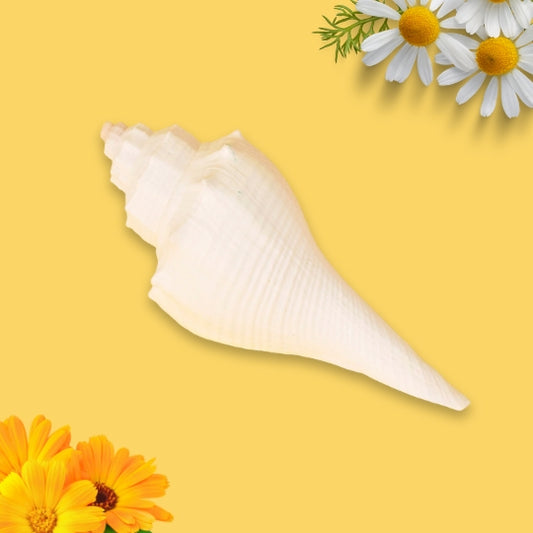 Regular Small Size Dakshinavarti Shankh