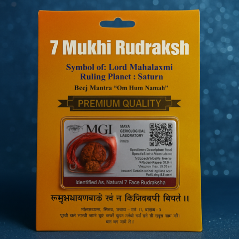 Lakshmi Blessings 7 Mukhi Rudraksha
