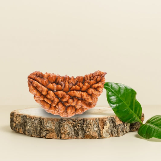 1 Mukhi Natural Rudraksha