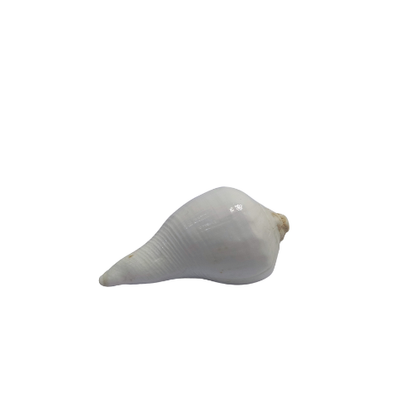 Shuddh Pooja Shankh – Non-Blowing | For Daily Worship & Rituals