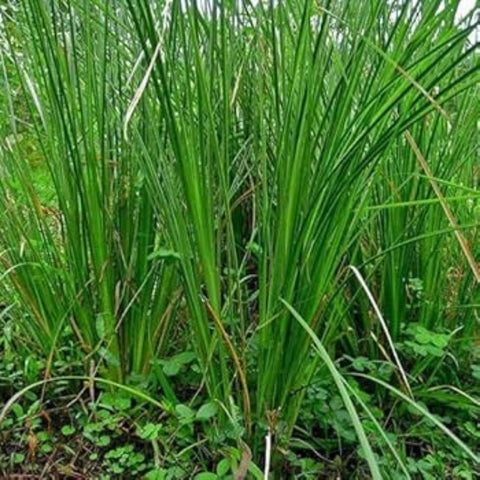 Sacred Kusha Darbha Grass
