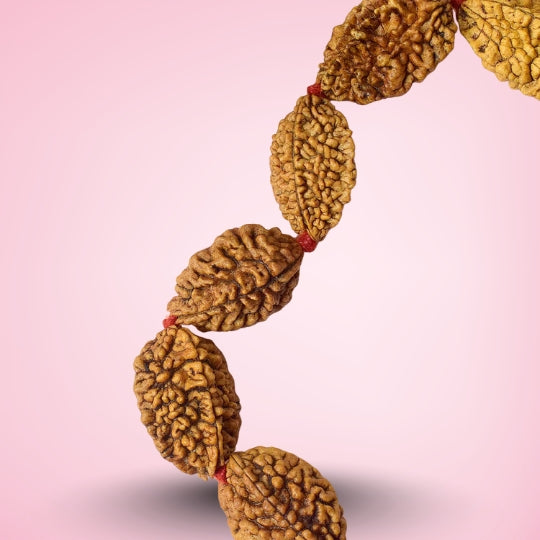 2 Mukhi Kantha Rudraksha Mala
