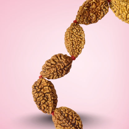 2 Mukhi Kantha Rudraksha Mala