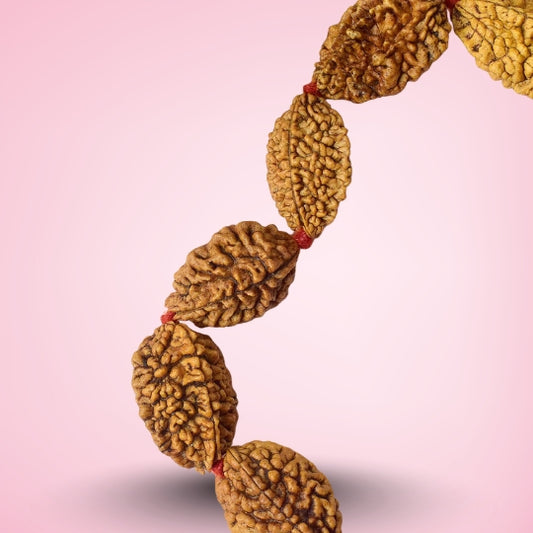 2 Mukhi Kantha Rudraksha Mala