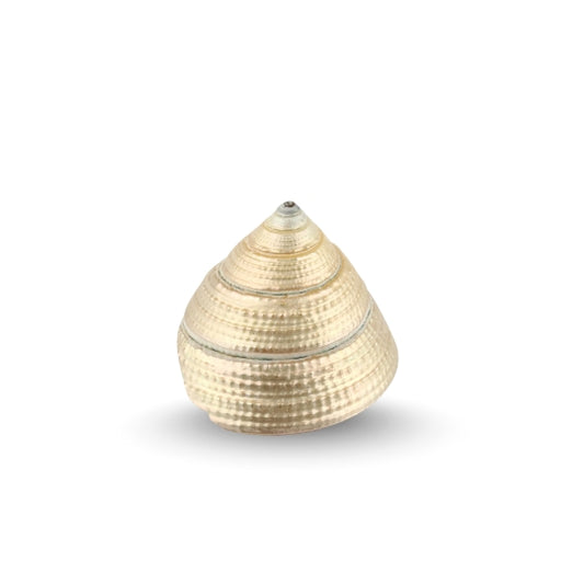 Premium Pearl Lakshmi Shankh