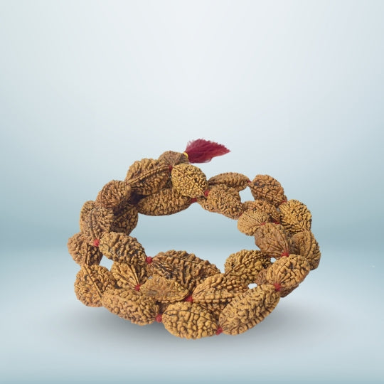 2 Mukhi Kantha Rudraksha Mala