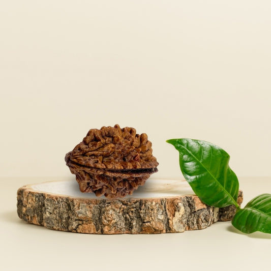 2 Mukhi Natural Rudraksha