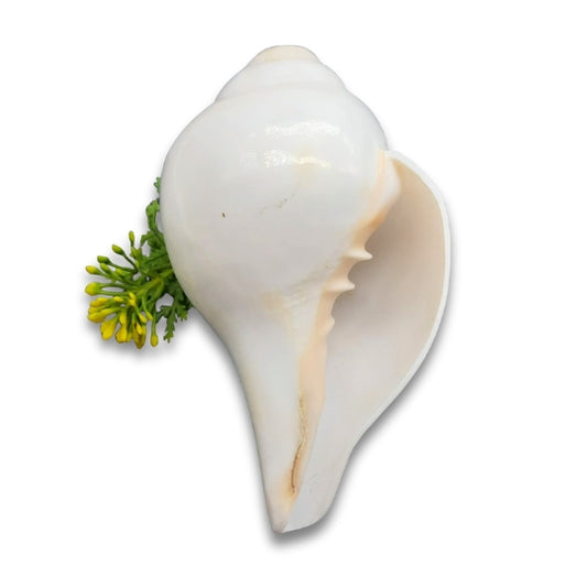 Regular Vamavarti Shankh