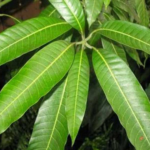 Holy Mango Leaf Set