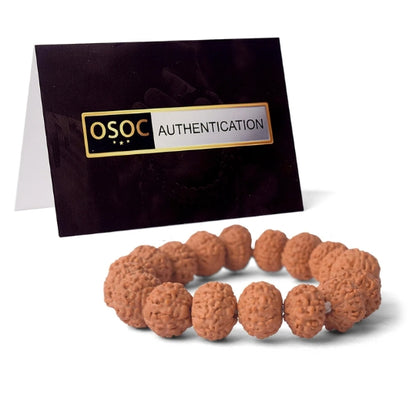 8 Mukhi Rudraksha Bracelet