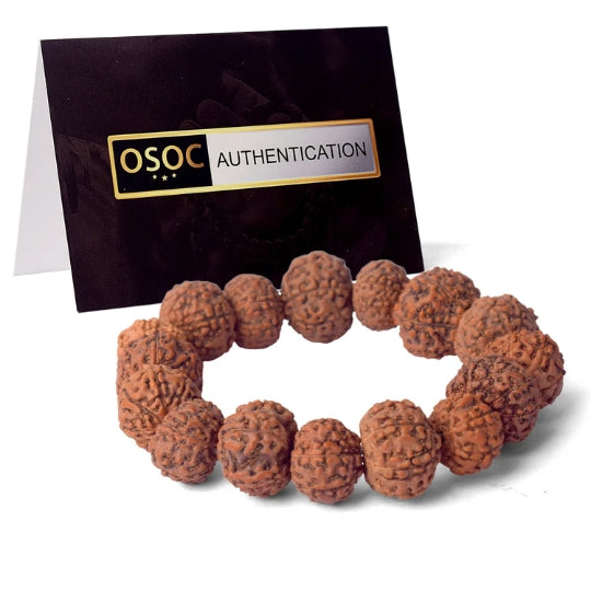 7 Mukhi Rudraksha bracelet