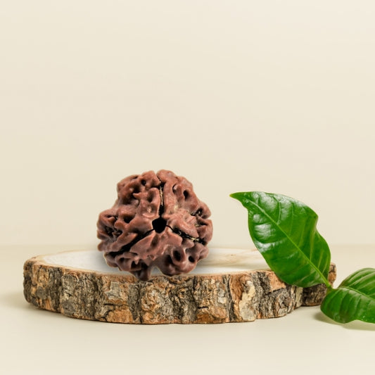 3 Mukhi Natural Rudraksha