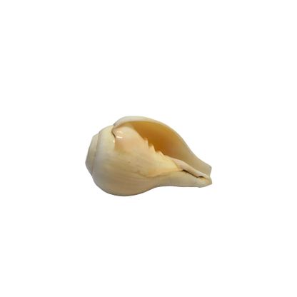 Premium Pooja Blowing Shankh