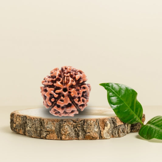 5 Mukhi Rudraksha