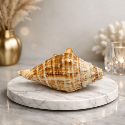 Divya Shakti Blowing Shankh