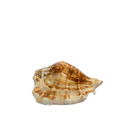 Divya Shakti Blowing Shankh