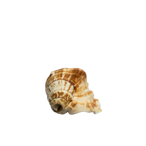 Divya Shakti Blowing Shankh