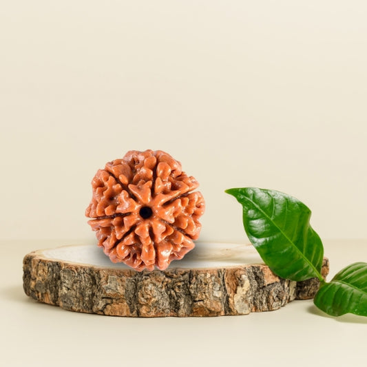 7 Mukhi Natural Rudraksha
