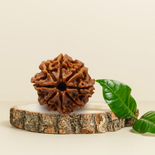 8 Mukhi Natural Rudraksha