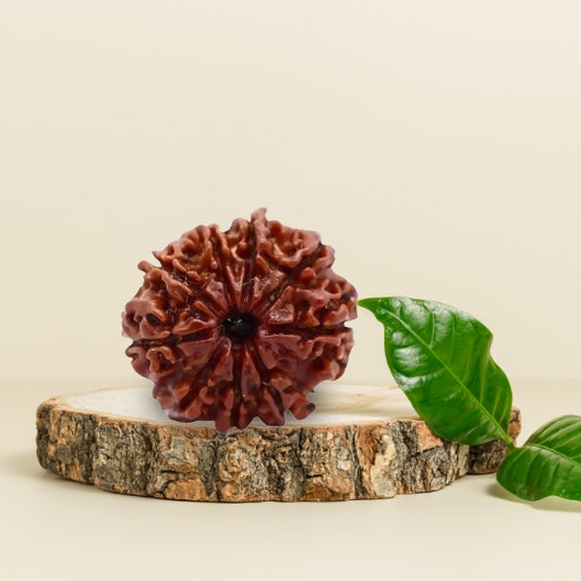 9 Mukhi Natural Rudraksha