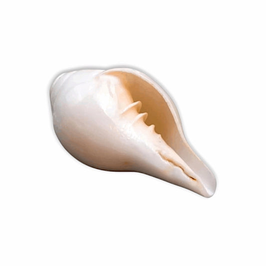 Vamavarti  Conch ( Shankh )